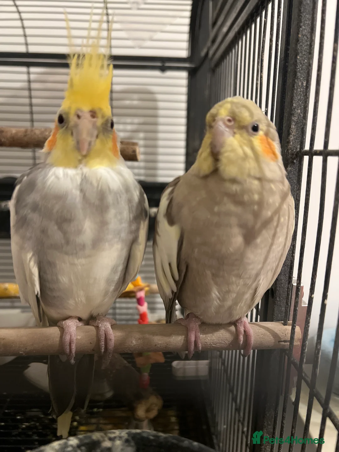 Cockatiels birds for sale: Cocktails in Southampton - Advert 2