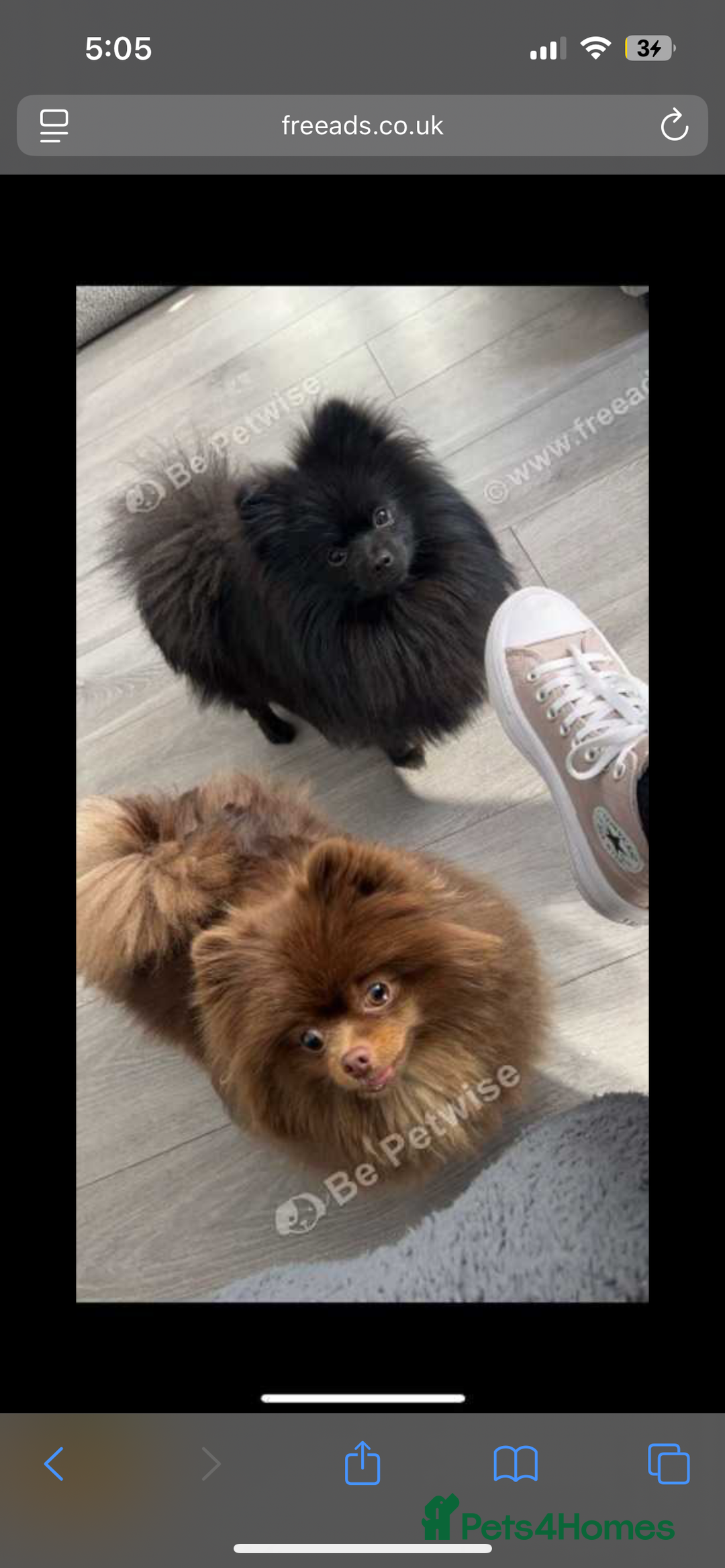 Pomeranian dogs for stud: top quality 5kg/3kgstud!chocolatemerle&fullblack🔥 - Image 8