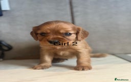 Mixed Breed dogs for sale: Beautiful litter of 6 cockalier pups - Image 10