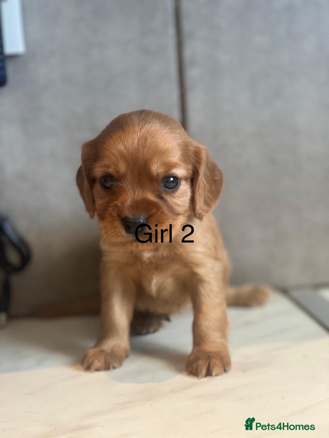 Mixed Breed dogs for sale: Beautiful litter of 6 cockalier pups - Image 10