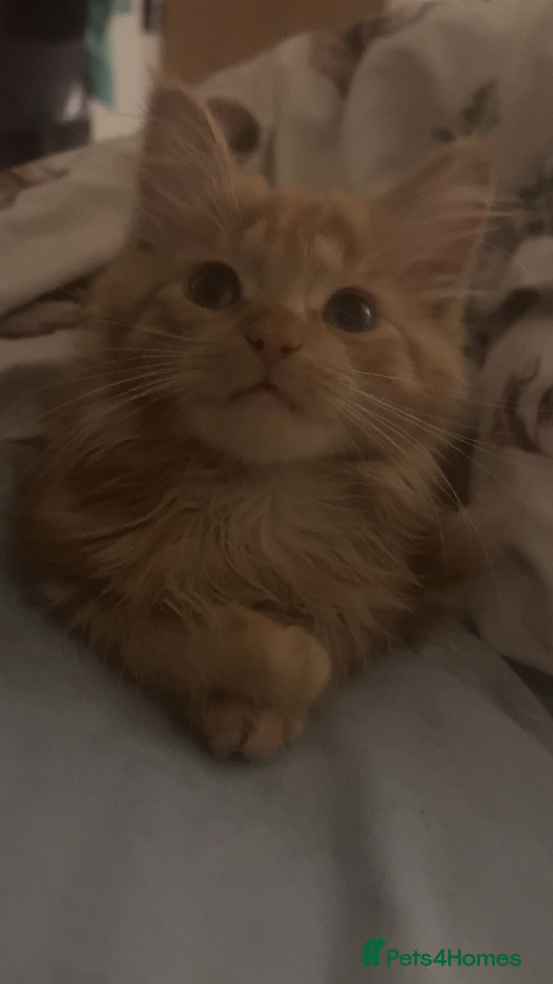 British Longhair cats for sale: 1 male and 1 female 15 week old kittens - Image 6