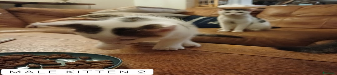 Kitten 2