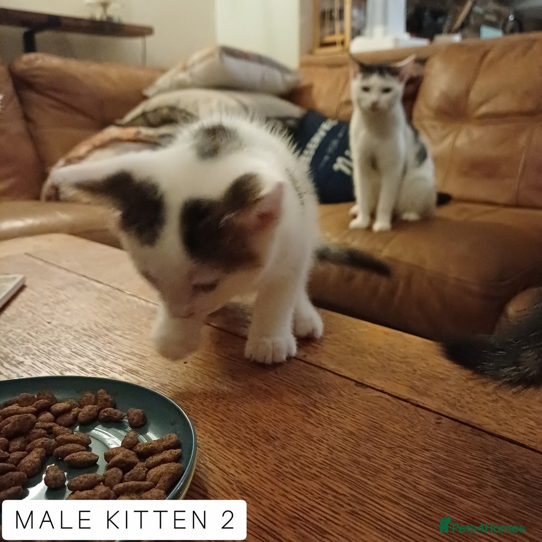 Domestic Shorthair cats for sale: 1 YO Male Free & 2x Male Kittens Available. - Image 12