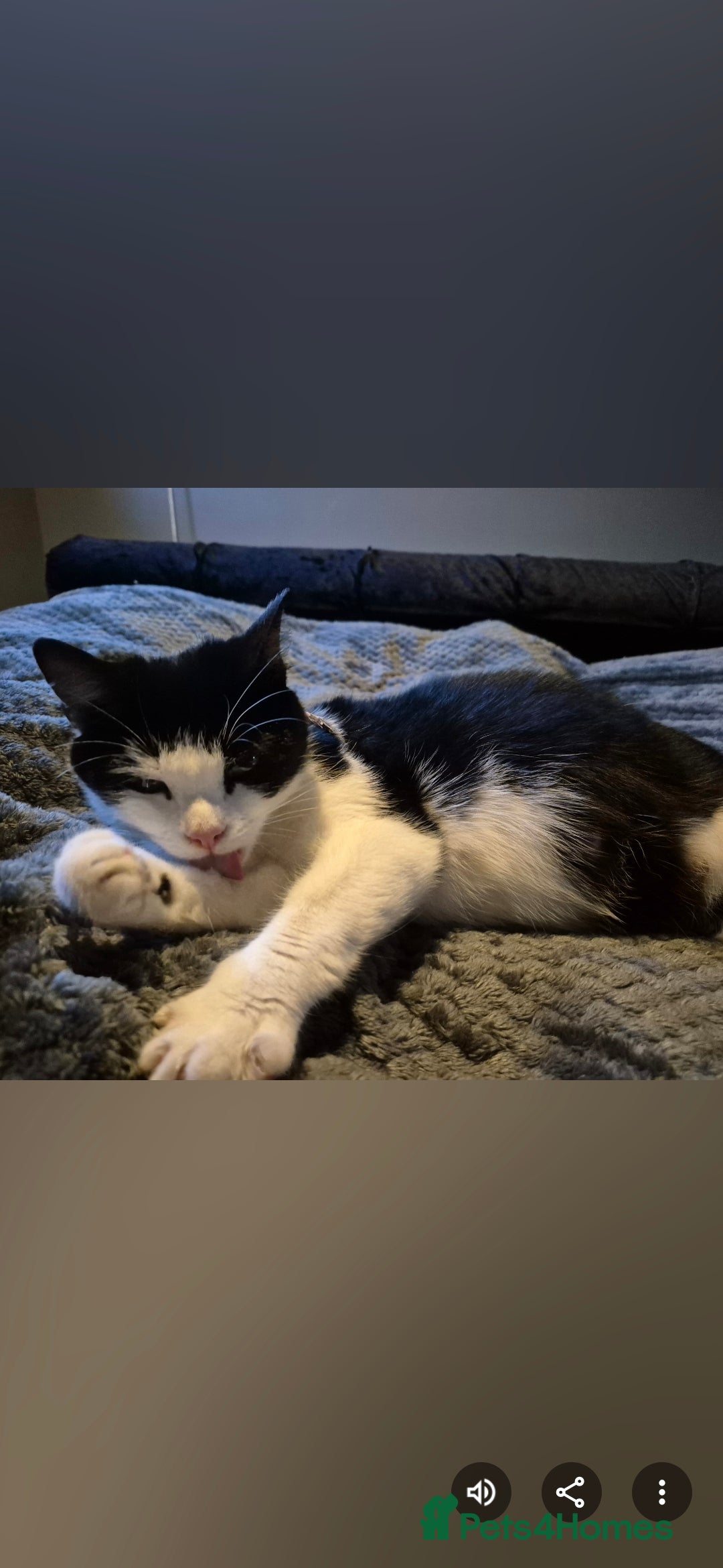 European cats for sale: Very cute and friendly kittens  - Advert 1