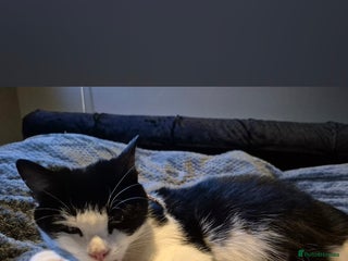 European cats Very cute and friendly kittens - Advert 1