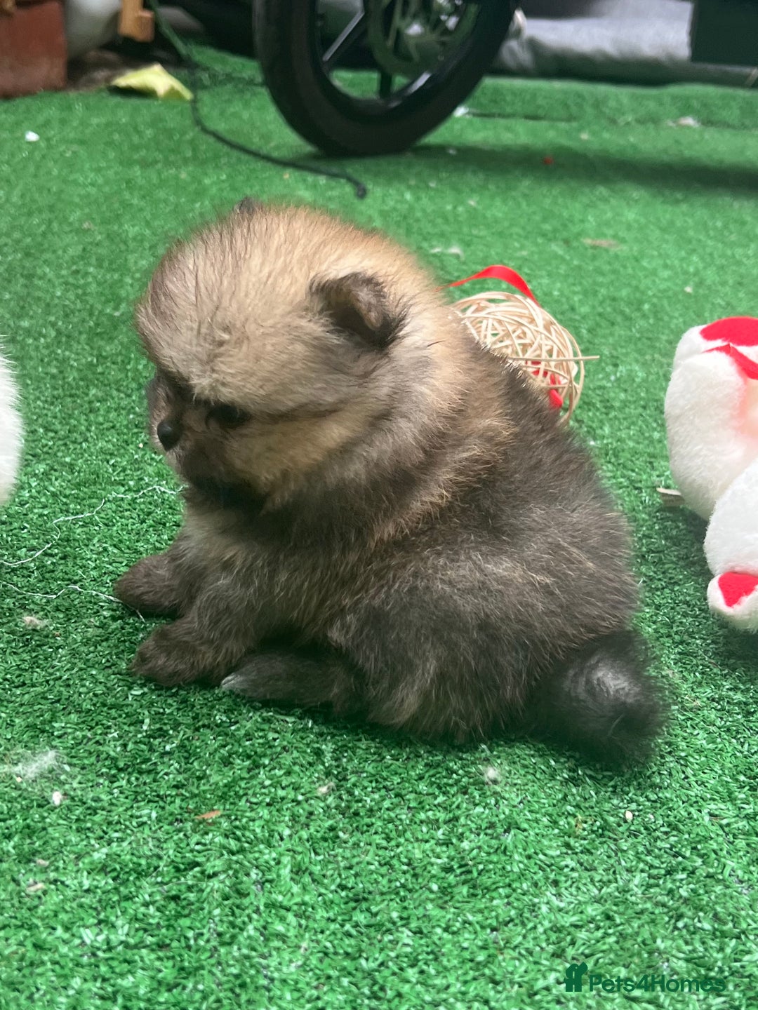 Pomeranian dogs for sale: Pomeranian toy  - Image 17