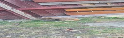 Mini Lion Lop rabbits for sale: 9 Mini Lion Lops For Sale - Advert 2