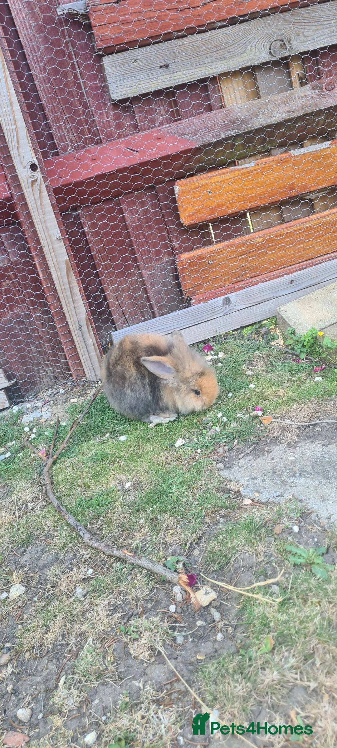 Mini Lion Lop rabbits for sale: 9 Mini Lion Lops For Sale - Advert 2