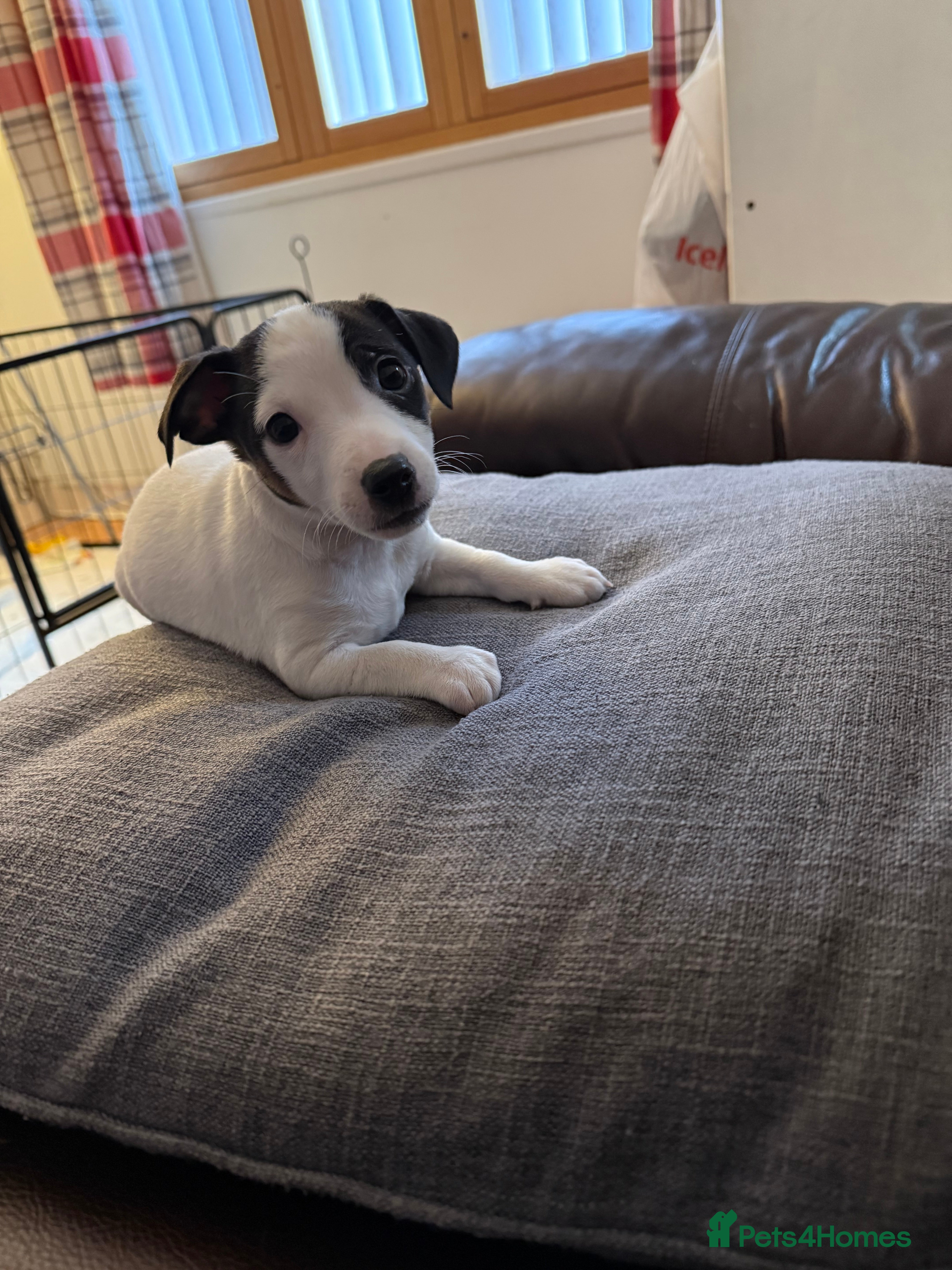 Jack Russell dogs Shorty Tri coloured Jack Russell pups  - Advert 8