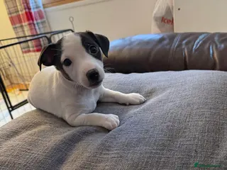 Jack Russell dogs Shorty Tri coloured Jack Russell pups - Advert 8