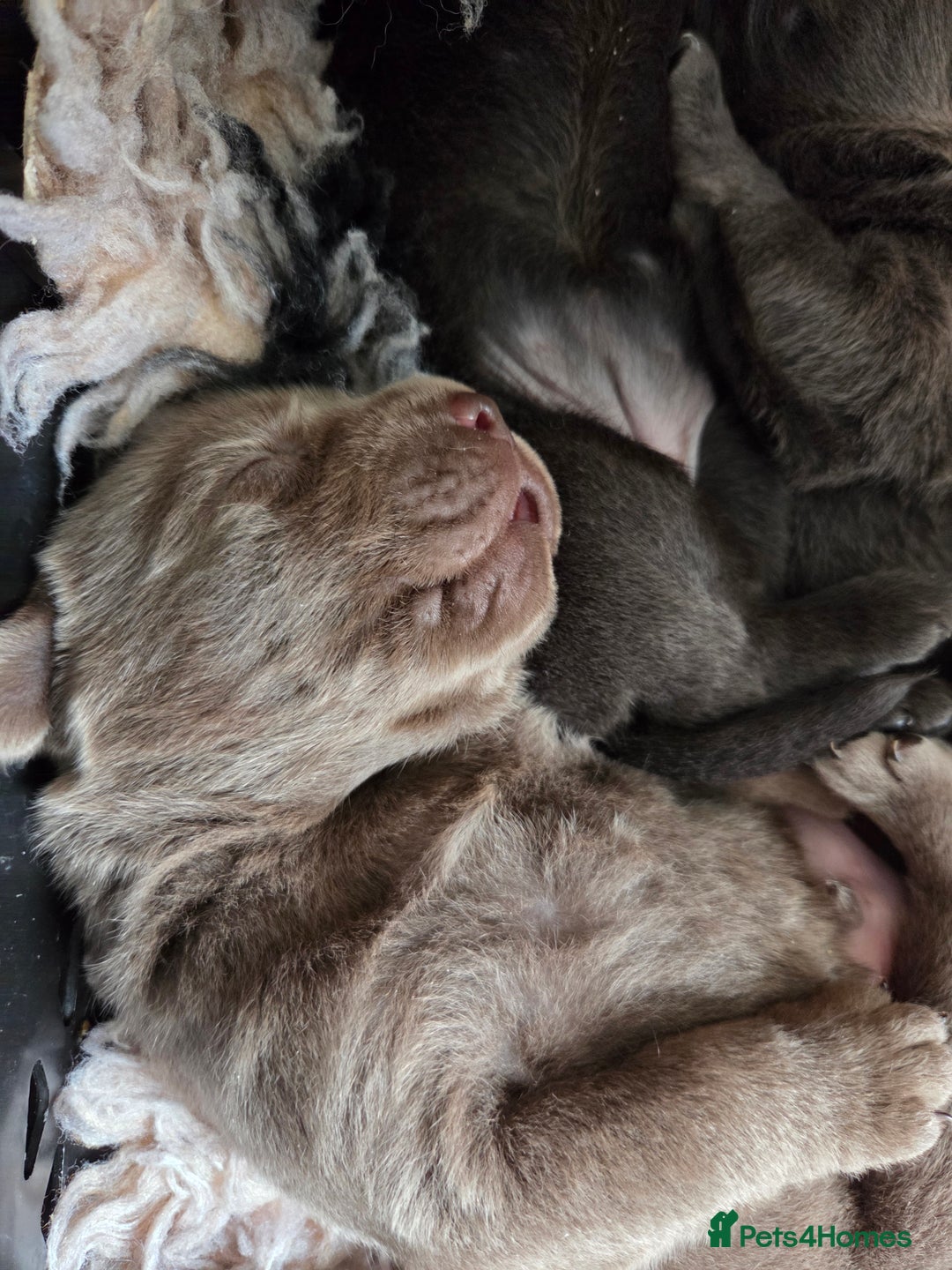 Labrador Retriever dogs for sale: 🩶 beautiful silver/Charcoal KC reg puppies 🩶 - Image 27