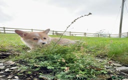Welsh Corgi Pembroke dogs for sale: Stunning KC Registered Corgis - Image 13
