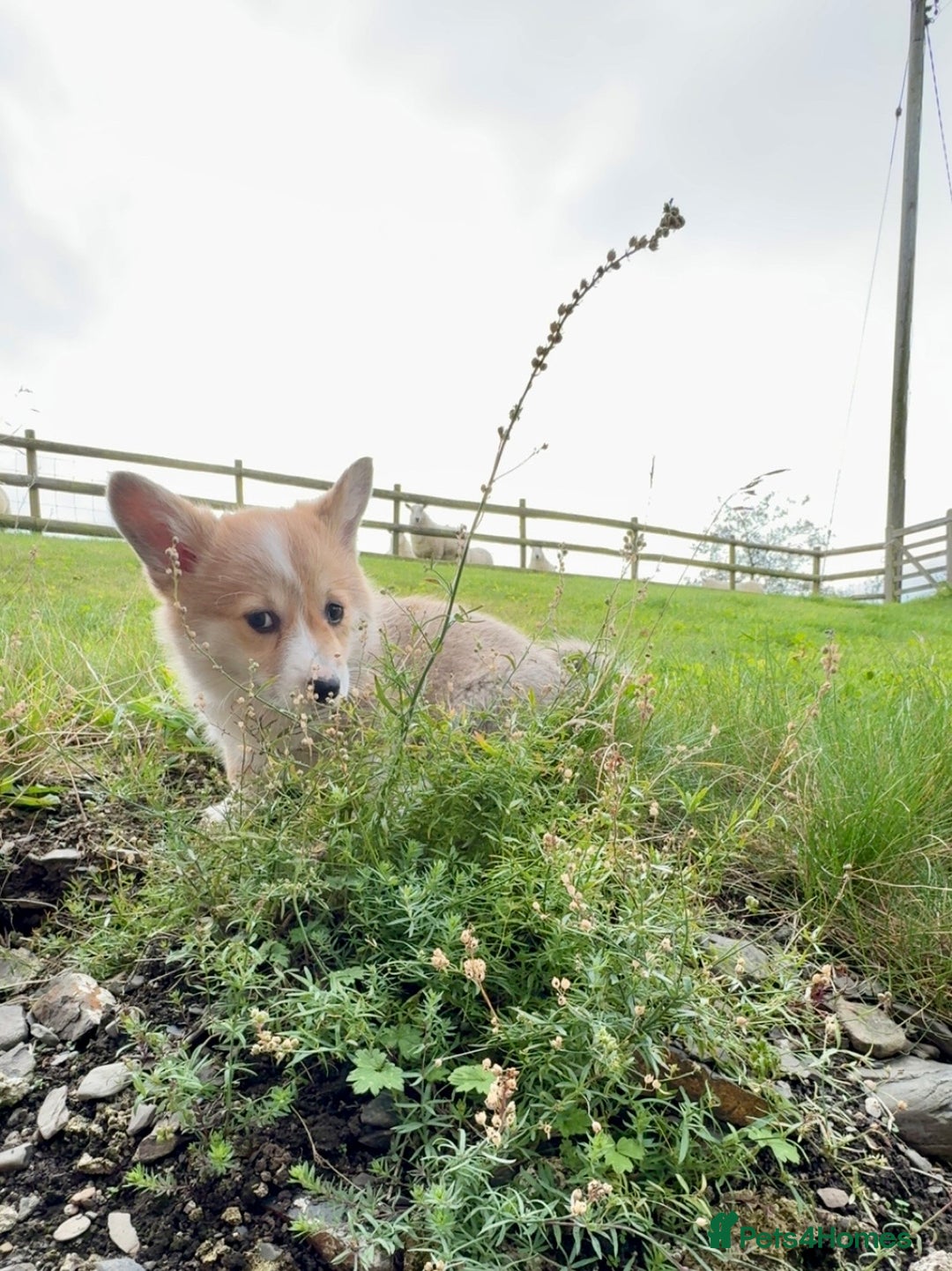 Welsh Corgi Pembroke dogs for sale: Stunning KC Registered Corgis - Image 13