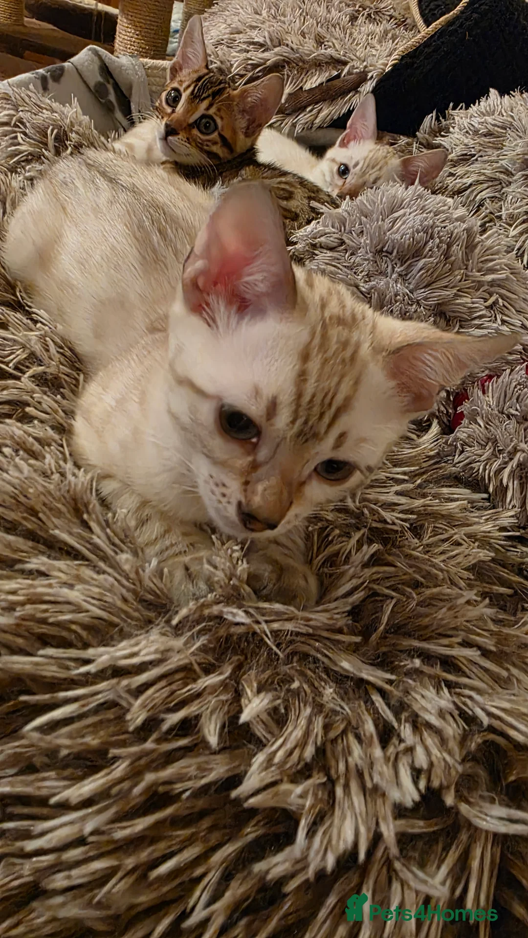 Bengal cats for sale: Beautiful 🐾 5 BENGALPARADISE 🐾 Kittens - Advert 9