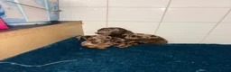 Dachshund dogs for sale: Miniature dachshund - Advert 28