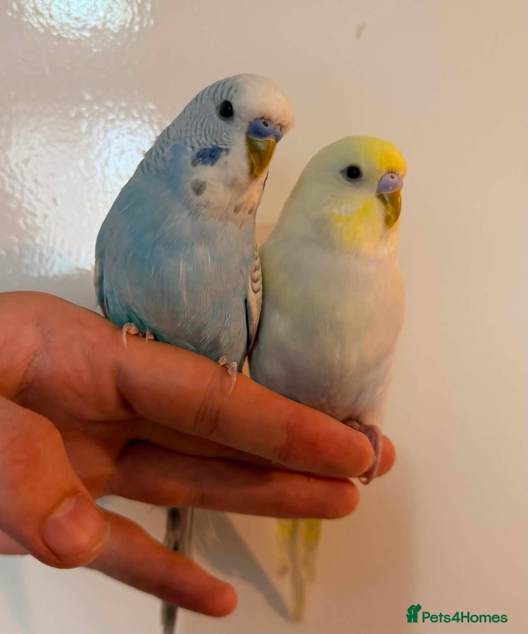 Budgerigars birds 🐦 Budgies Available 🐦 - Advert 1