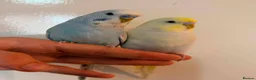 Budgerigars birds for sale: 🐦 Budgies Available 🐦 - Advert 1