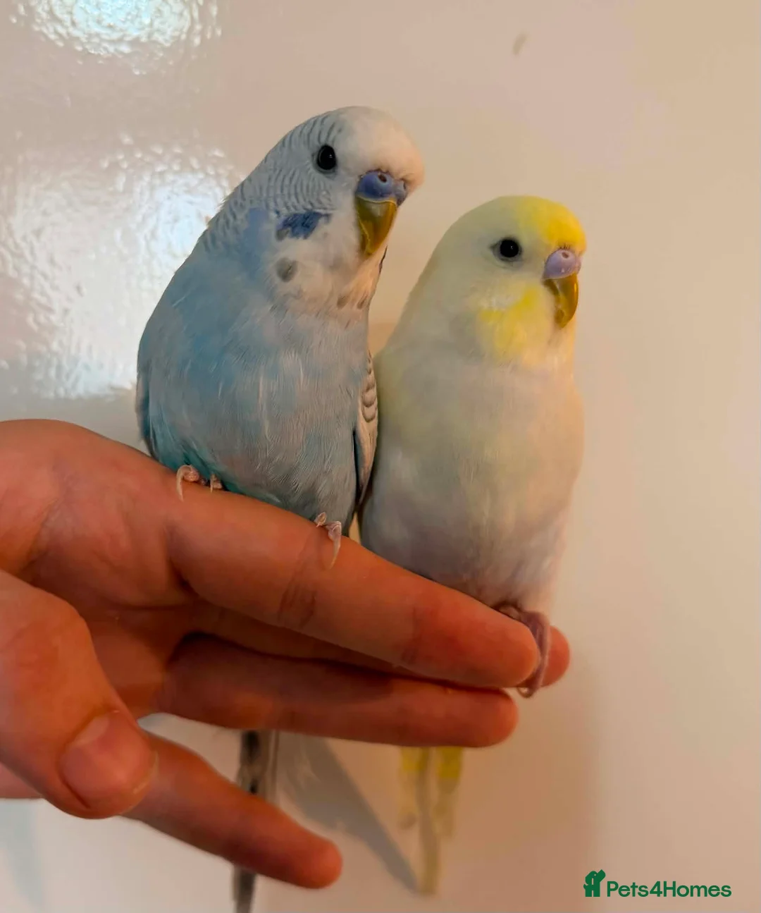 Budgerigars birds for sale: 🐦 Budgies Available 🐦 - Advert 1