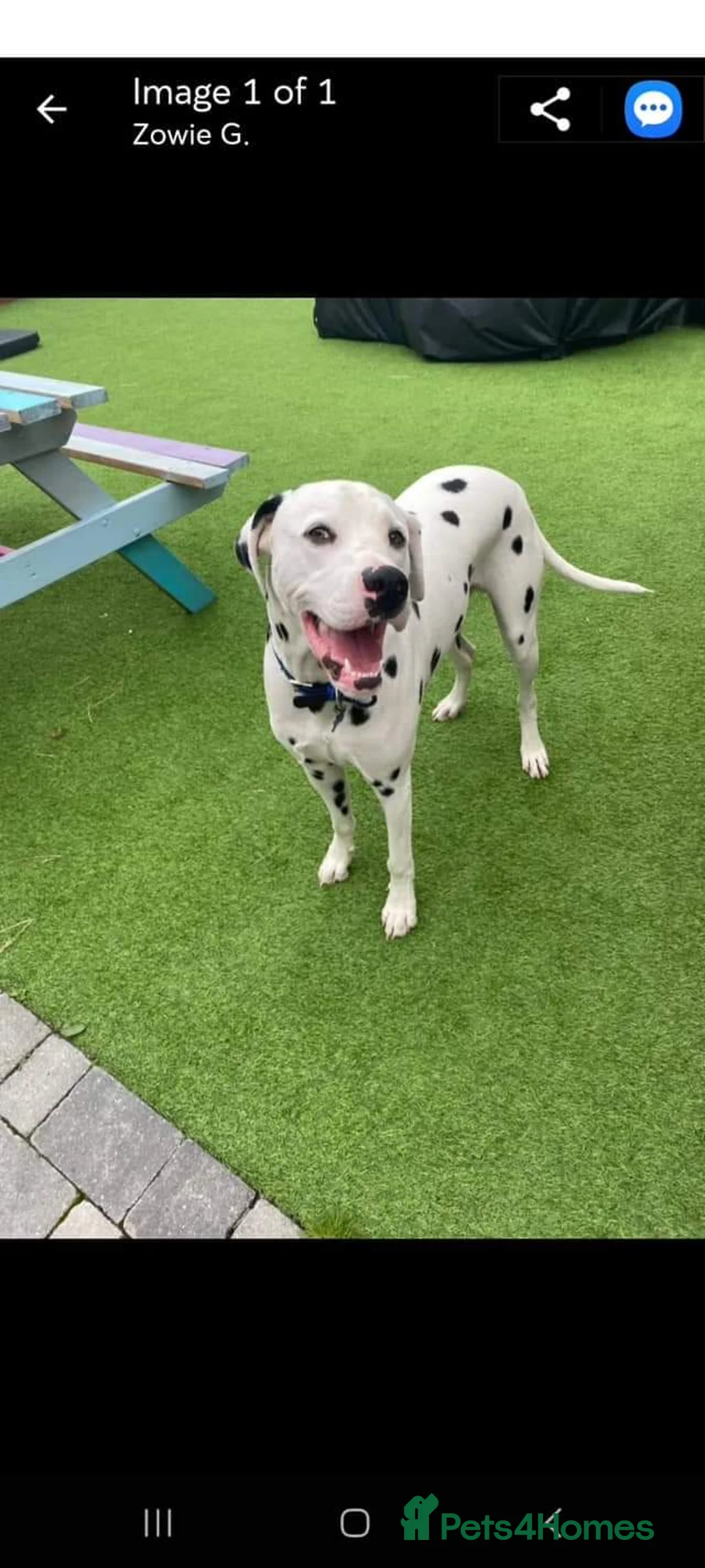 Dalmatian dogs for stud: Dalmation stud - Advert 2