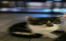 Maine Coon cats for sale:  maincoon x  - Image 7