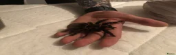 Tarantulas invertebrates for sale: Taratula bundle for Sale in Dudley - Advert 3