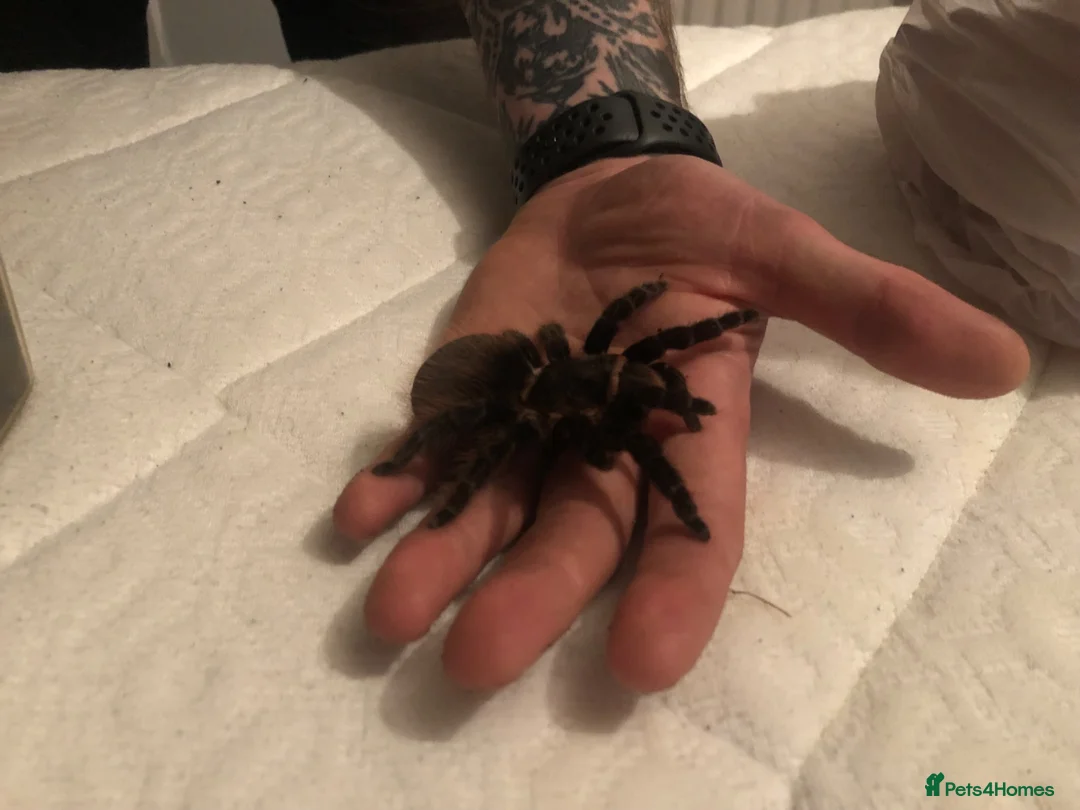 Tarantulas invertebrates for sale: Taratula bundle for Sale in Dudley - Advert 3