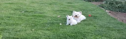 West Highland Terrier dogs for sale: West highland white terrier  - Advert 17