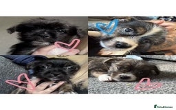 Mixed Breed dogs for sale: Lhasa Apso Cross - Image 1