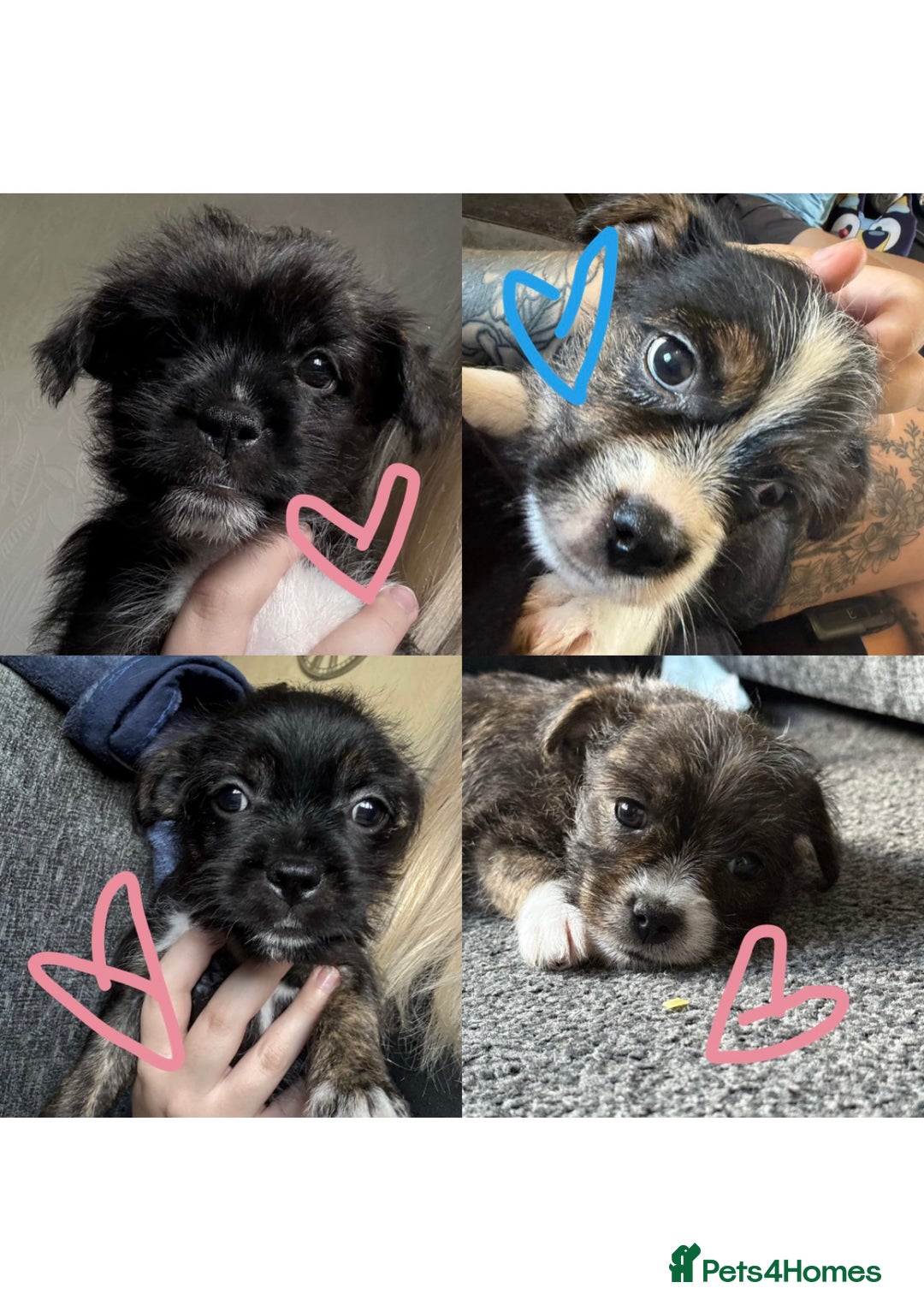 Mixed Breed dogs for sale: Lhasa Apso Cross - Image 1