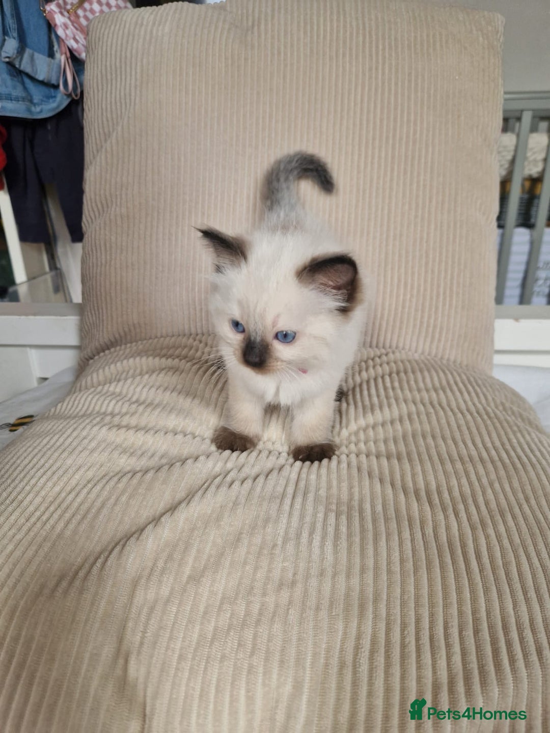 Ragdoll cats for sale: Ragdoll kittens  - Image 6