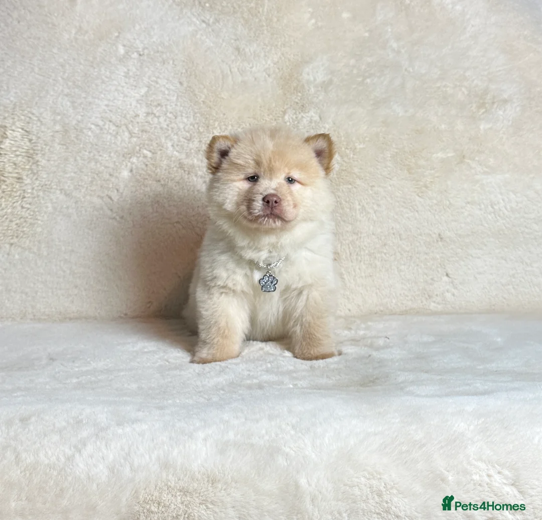 Mixed Breed dogs for sale: (Bear) lilac platinum male chowsky puppy  - Advert 3