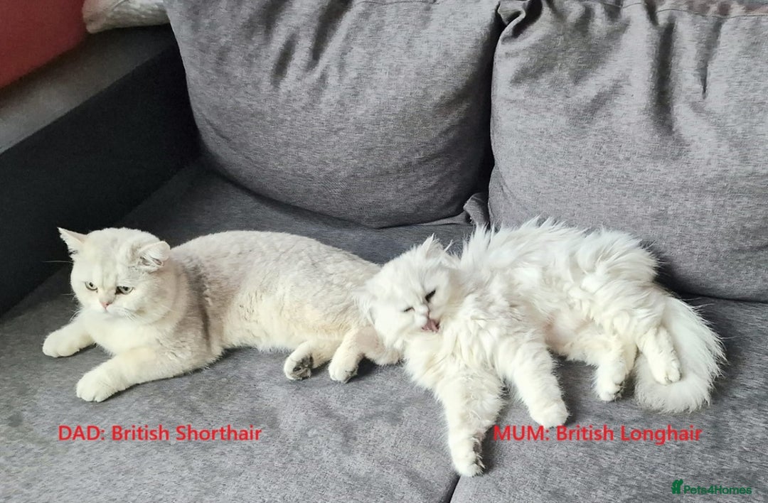 British Shorthair cats for sale: ❤ British Shorthair Kittens ❤ Silver ❤ Healthy ❤ - Image 2