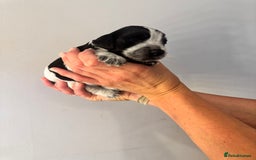 Cocker Spaniel dogs for sale: Cocker Spaniel Puppies  - Image 8