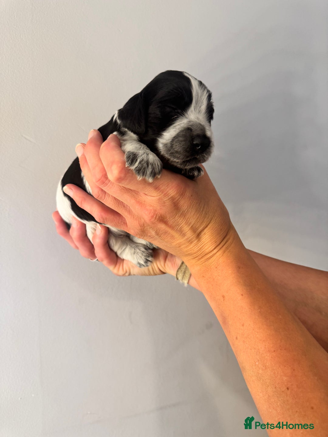 Cocker Spaniel dogs for sale: Cocker Spaniel Puppies  - Image 8