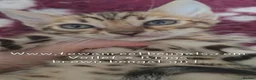 Bengal cats for sale: Tica registered bengal kittens (cashmere carriers) - Advert 3