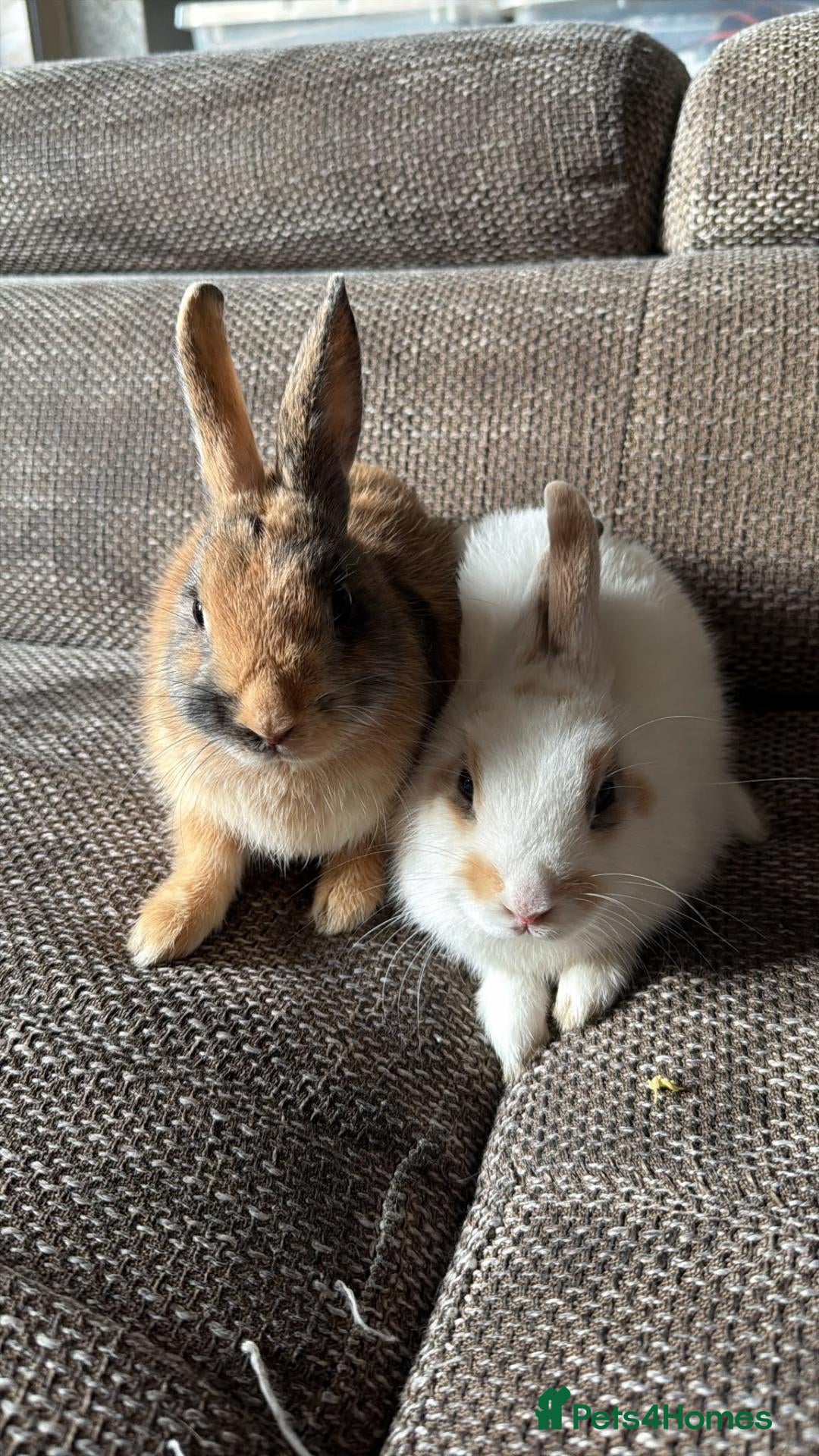 Netherland Dwarf rabbits 2 female netherland dwarf rabbits - Advert 1