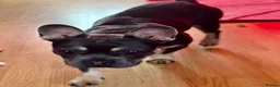 French Bulldog dogs for sale: Raven  - Advert 3
