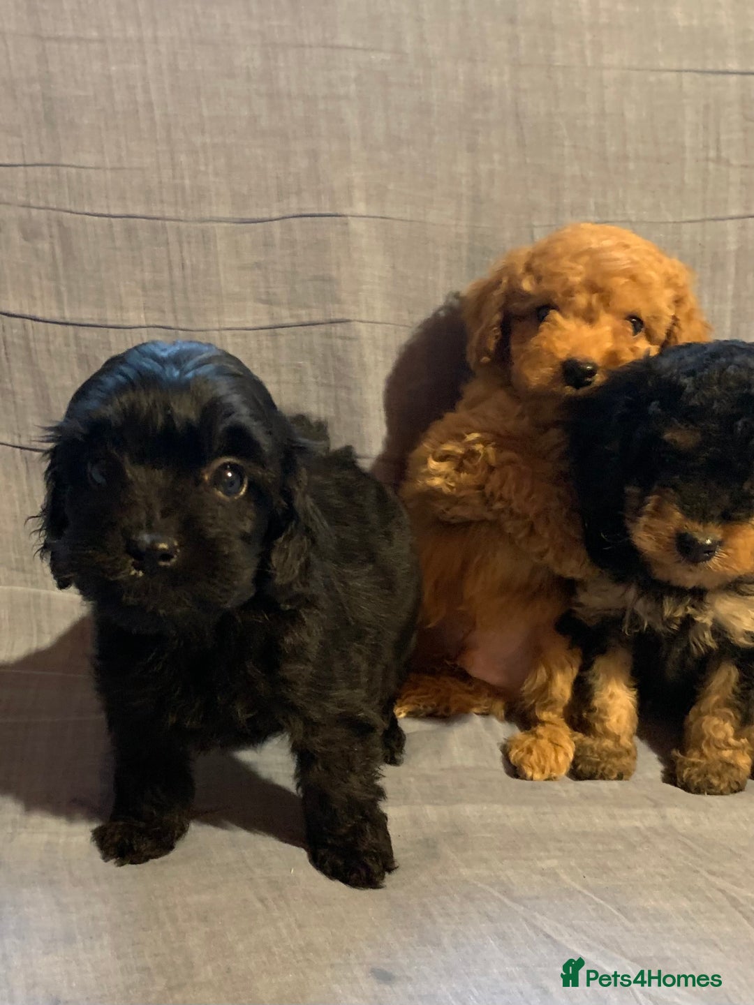 Cockapoo dogs for sale: Beautiful toy cockapoo puppies  - Advert 4