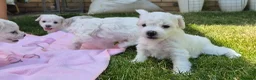 Bichon Frise dogs for sale: Bichon Frise 2 boys 3 girls - Advert 23