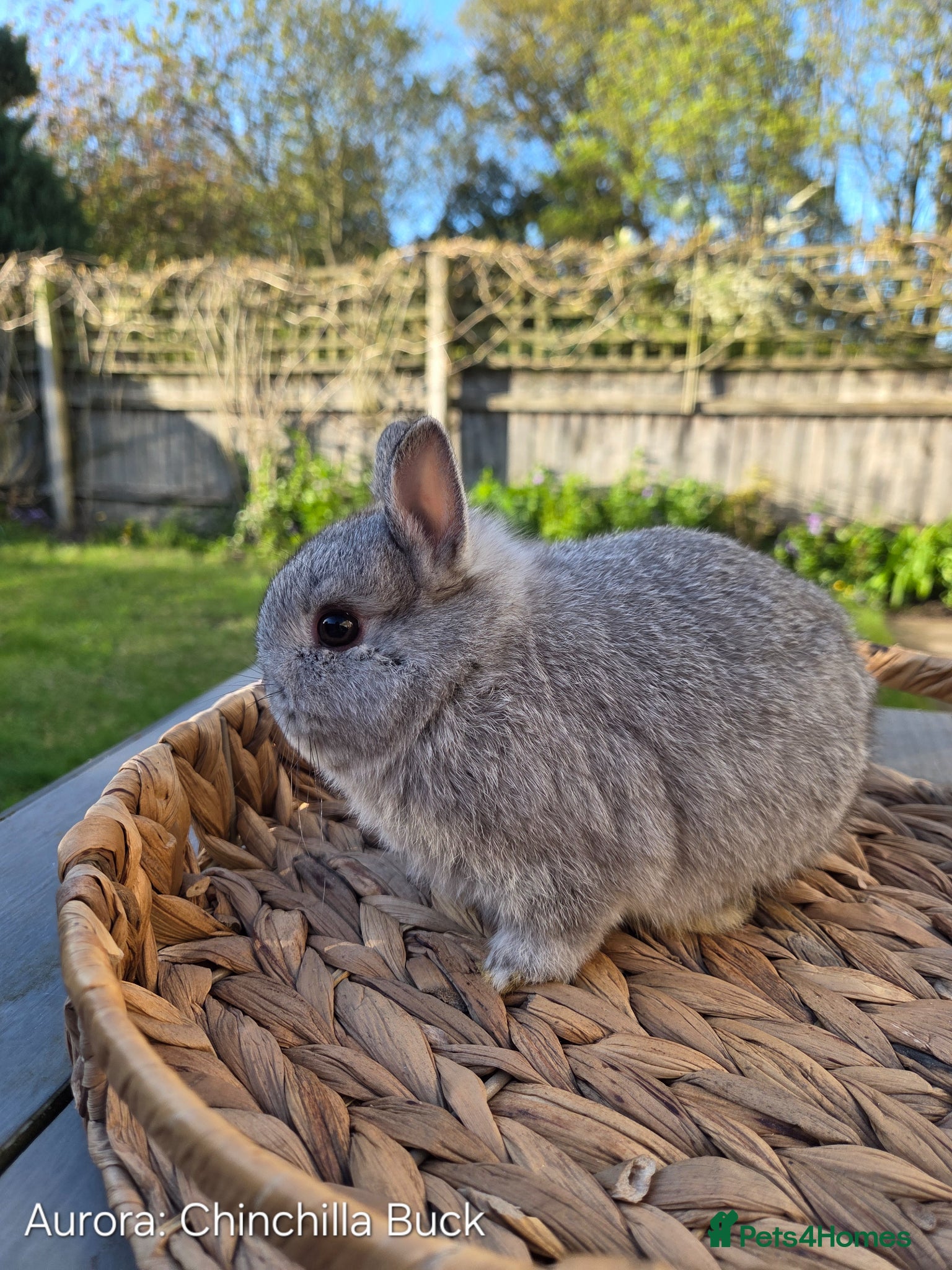 Netherland Dwarf rabbits Purebred Netherland Dwarf - Advert 3