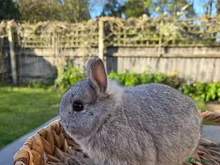 Netherland Dwarf rabbits Purebred Netherland Dwarf - Advert 3