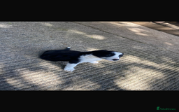 Border Collie dogs for sale: Beautiful Border Collie Puppy - Image 4