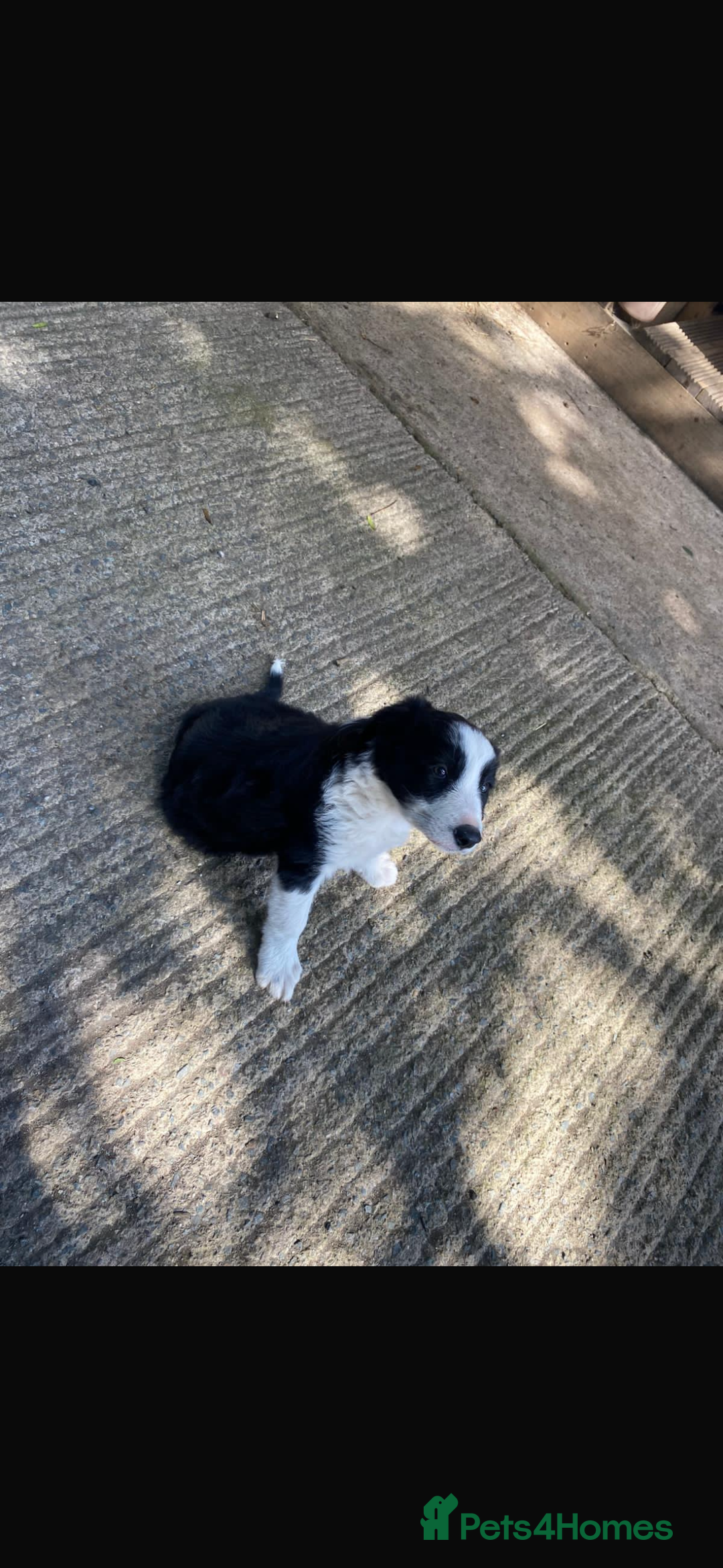 Border Collie dogs for sale: Beautiful Border Collie Puppy - Image 4