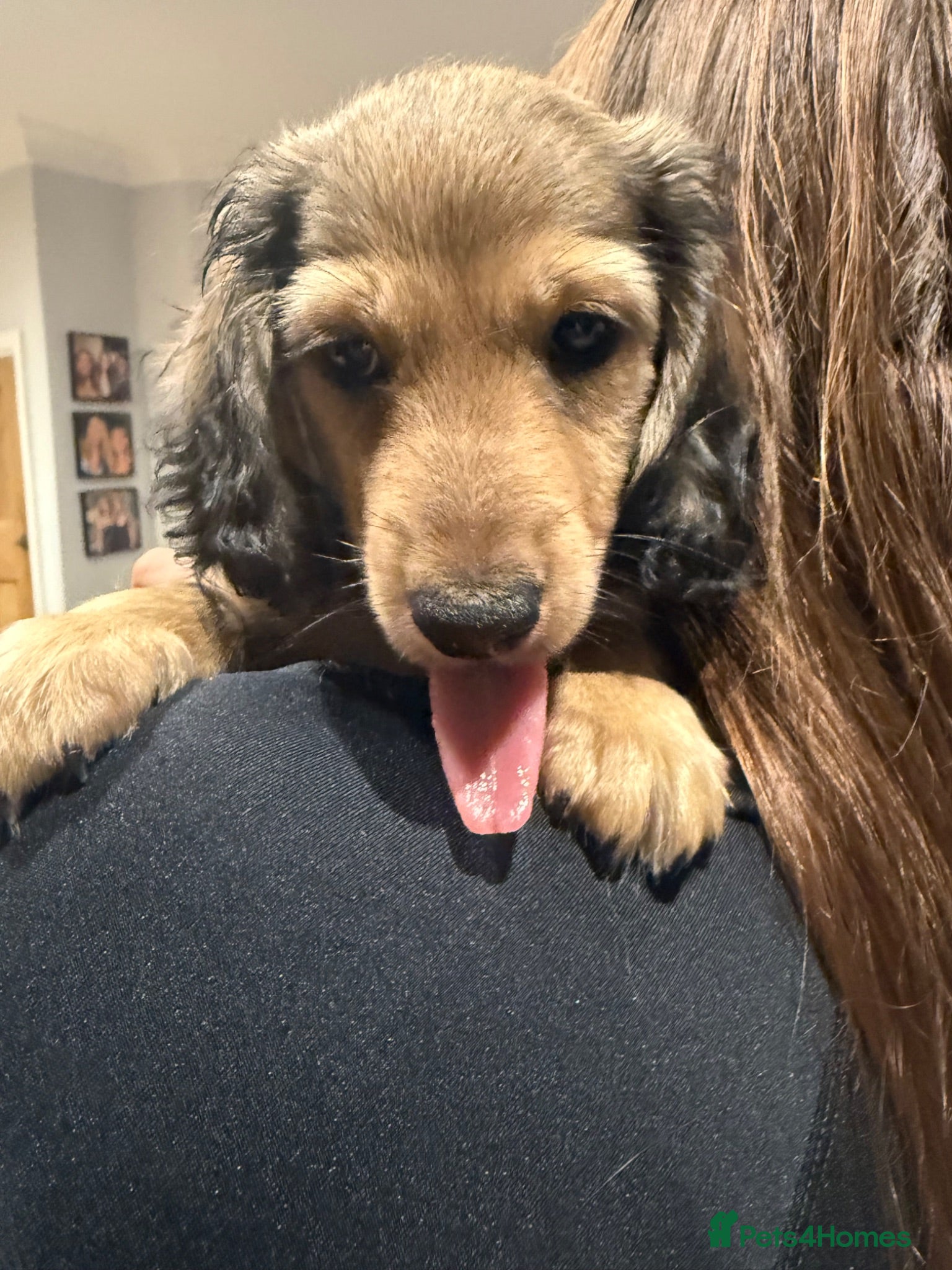 Miniature Dachshund dogs Stunning PRA clear L/H champion pup  - Advert 2