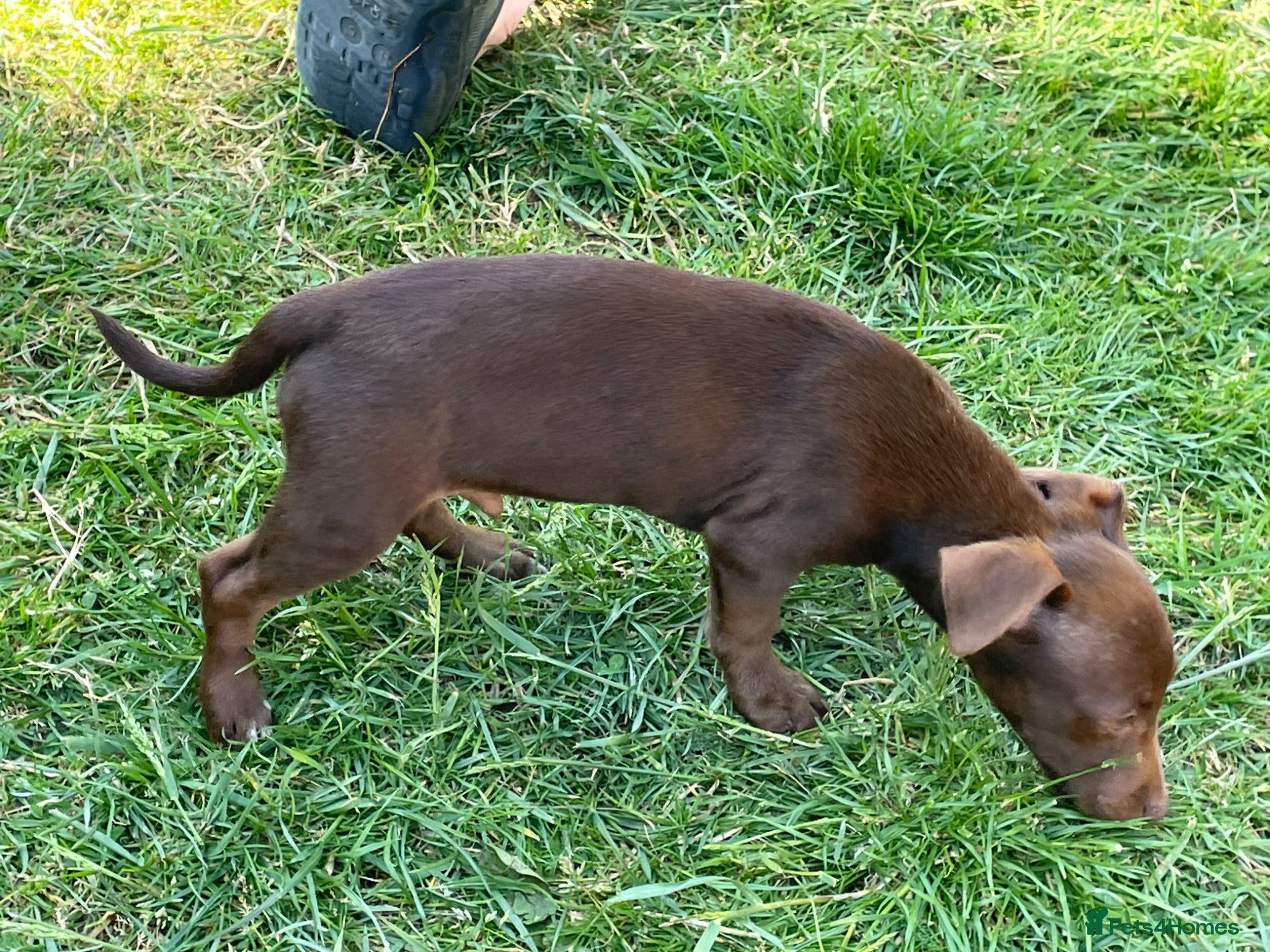 Jack Russell dogs Jack Russell puppy’s ready for their forever home  - Advert 2