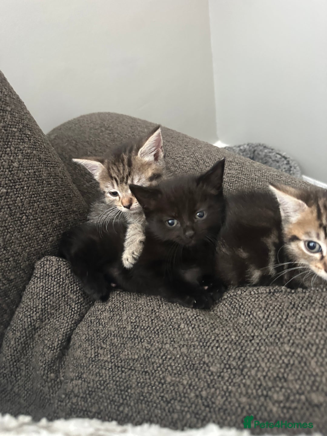 Mixed Breed cats for sale: Kitten’s ready now  - Image 7