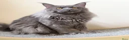 Maine Coon cats for stud: Champion Lines - Proven, Gentle - Blue Smoke - Advert 2