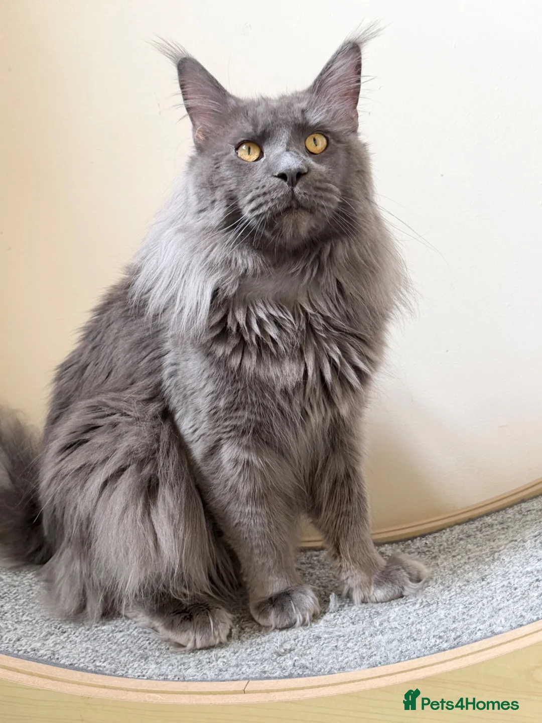 Maine Coon cats for stud: Champion Lines - Proven, Gentle - Blue Smoke - Advert 2
