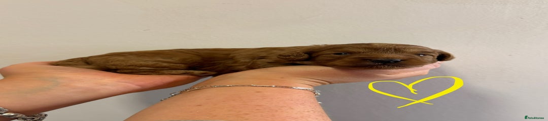 Cavapoo Puppy 2
