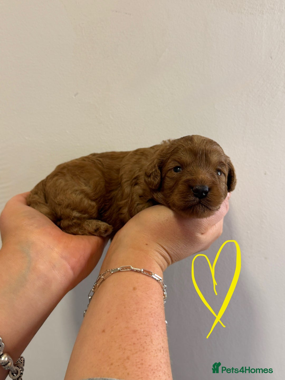 Cavapoo dogs for sale: Extensively Health tested cavapoos  - Image 6